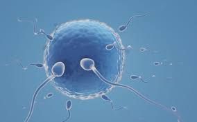 Clinictor - IVF Brazil