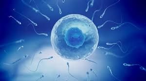 Clinictor - Step-by-Step Guide to Your IVF Journey Mexico
