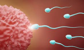 Clinictor - Step-by-Step Guide to Your IVF Journey Turkey