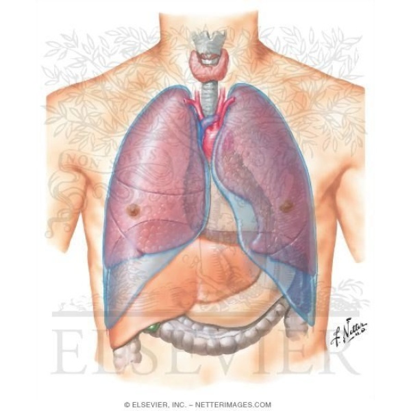 TB & CHEST TRAUMA - Clinictor